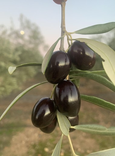Olive noire Cornicabra